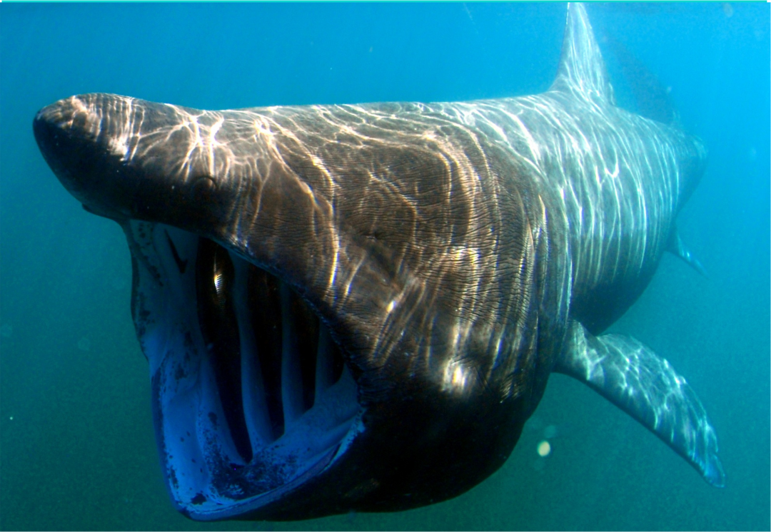 basking shark